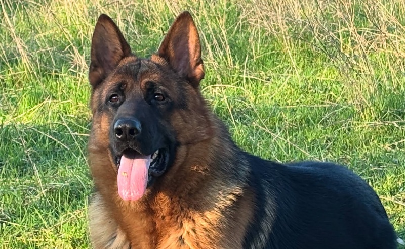 Cane trascinato per 6 km con una bici elettrica con le zampe insanguinate, shock a San Sebastiano al Vesuvio