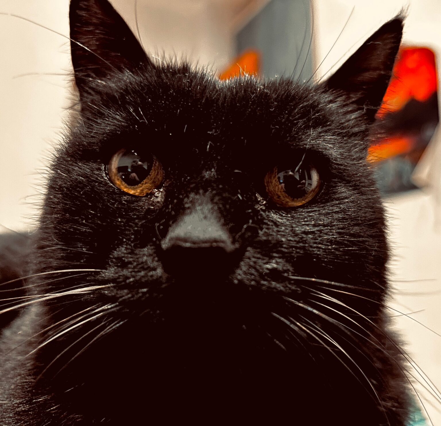Gatti neri: ottobre è il mese della sensibilizzazione contro le superstizioni medievali