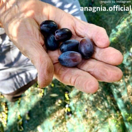Produzione di olio in provincia di Frosinone giù del 45%, ma la qualità resta eccellente