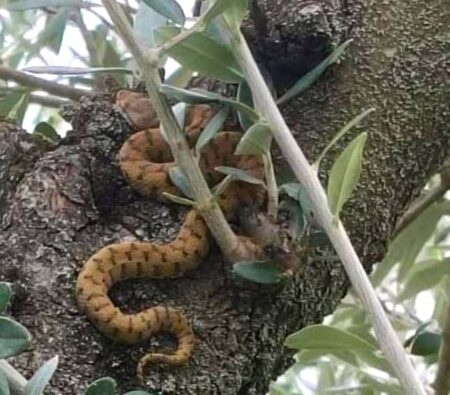 Piglio. Una Vipera aspis francisciredi tra i rami di un uliveto. L’unico serpente velenoso d’Italia è specie protetta: ucciderla comporta sanzioni penali