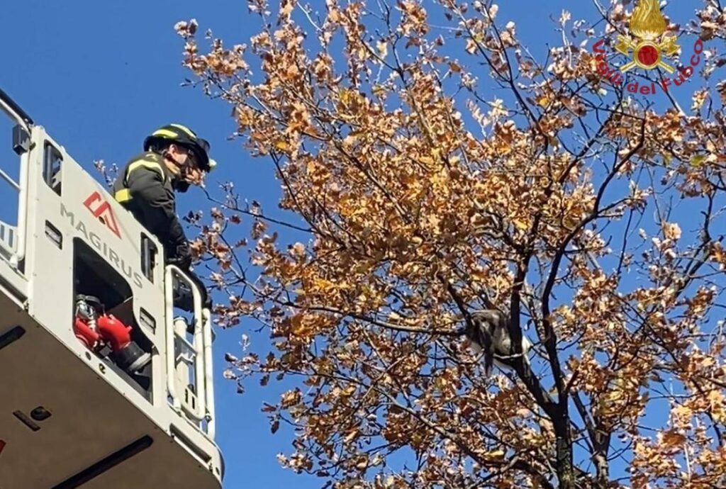 Boville Ernica, gatta bloccata su un albero per tre giorni: salvata dai Vigili del Fuoco