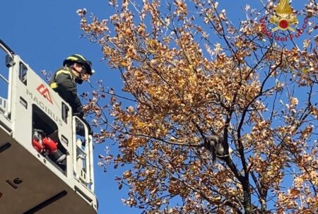 Boville Ernica, gatta bloccata su un albero per tre giorni: salvata dai Vigili del Fuoco