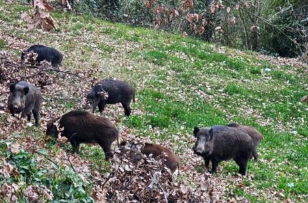 Dramma a Vallemaio, pensionato muore durante una battuta di caccia