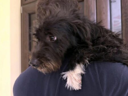 “Il nostro cane travolto e ucciso mentre rientravamo a casa”: l’appello di una famiglia per la sicurezza nella Strada Vicinale San Magno