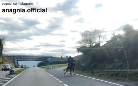 Cavallo lanciato al galoppo nel traffico della via Anticolana: video shock fa il giro di whatsapp, indagano le Forze dell’Ordine