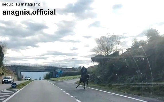Cavallo lanciato al galoppo nel traffico della via Anticolana: video shock fa il giro di whatsapp, indagano le Forze dell’Ordine