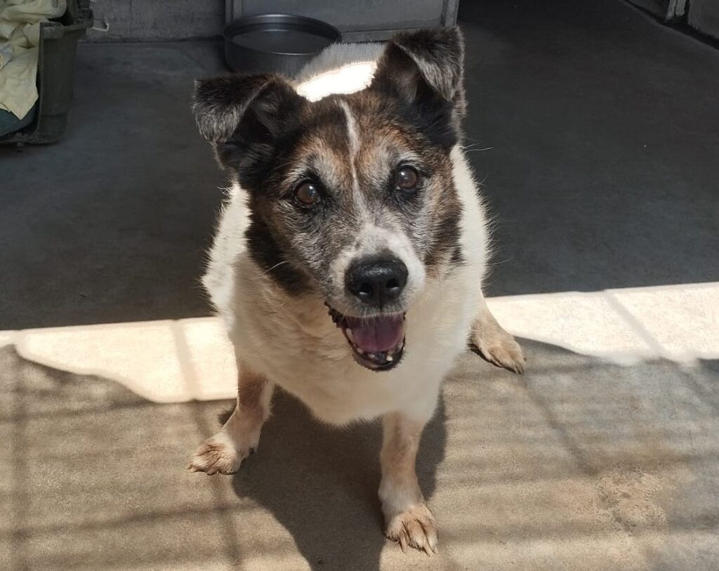 Raccolta solidale per il Canile La Muratella ad Anagni e Nettuno: coperte e materiali per aiutare gli amici a quattro zampe