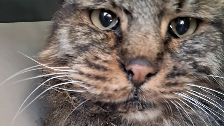 Colleferro piange Cesare: morto il gatto della stazione vittima di violenza