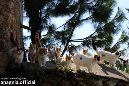 Roma celebra la Giornata Nazionale del Gatto con un grande evento all’Atlantico Live