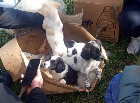 Lago di Canterno: nove cuccioli abbandonati in uno scatolone e salvati da passanti dal cuore grande