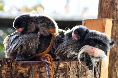 Al Bioparco di Roma nascono due gemelli di tamarino imperatore: una rarità tra i primati
