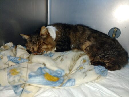 Cesare, per il gatto ucciso alla stazione di Colleferro indagini, polemiche e denunce delle associazioni