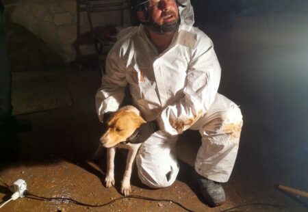 Villa Santa Lucia, cagnolino intrappolato in un cunicolo: i Vigili del Fuoco lo salvano dopo oltre otto ore