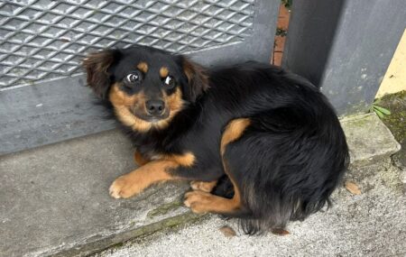 Boville Ernica, cucciolo colpito a bastonate e sepolto vivo: choc a Montorli