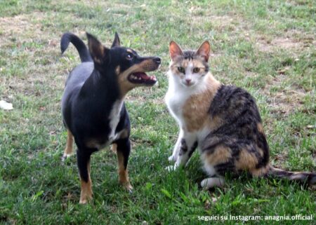 Roma amica degli animali: per quasi un romano su due il cane o il gatto vale come un figlio