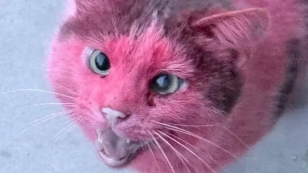 Gatto colorato di rosa, la sindaca allerta i Carabinieri: “un atto criminale”