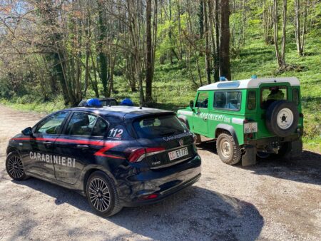 Furto di legname nel bosco di Patrica: abbattuti 40 alberi, un uomo deferito