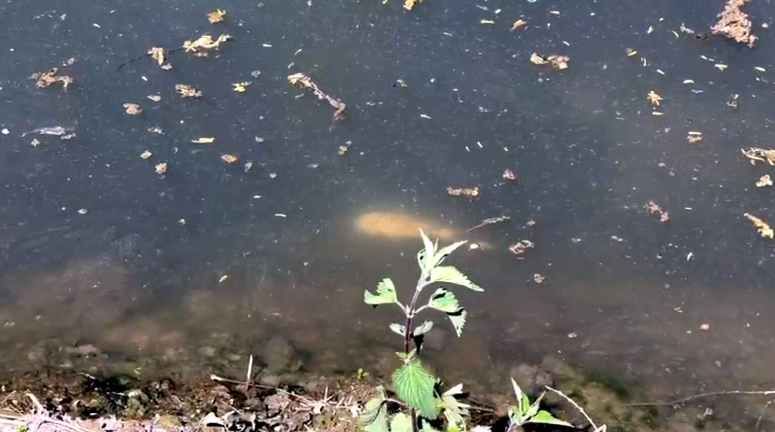 Letame nel fiume Sacco, impressionante moria di pesci tra Anagni e Sgurgola: indagini in corso