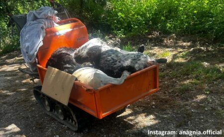 Orrore a Pontecorvo: sterminato un branco di cani in Contrada Tordoni