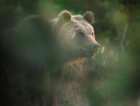 Orso bruno marsicano, il Lazio stanzia 270mila euro per salvare il plantigrado più raro d’Europa