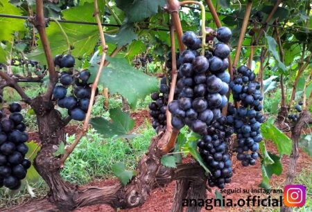 Cesanese del Piglio protagonista nei concorsi internazionali: doppio riconoscimento per la Vini Giovanni Terenzi