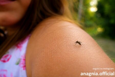 Allerta sanitaria a Ferentino per un caso di West Nile: scatta il piano urgente di disinfestazione