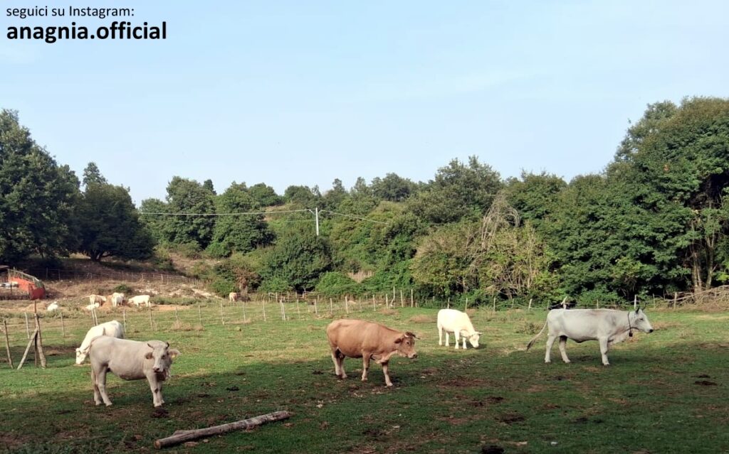 Piglio. Bestiame e animali selvatici senz’acqua nelle zone di Santo Biagio e Madonna del Monte: il grido disperato degli allevatori