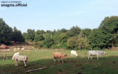 Piglio. Bestiame e animali selvatici senz’acqua nelle zone di Santo Biagio e Madonna del Monte: il grido disperato degli allevatori
