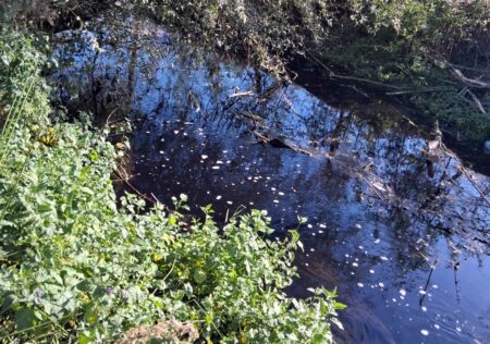 Rio Mola Santa Maria si tinge di nero ad Anagni: pesci morti e cattivo odore, sul posto i Carabinieri