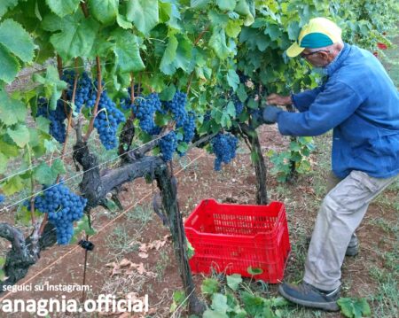 Vendemmia 2026 nel territorio: caldo record e cinghiali, ma la qualità premia le cantine
